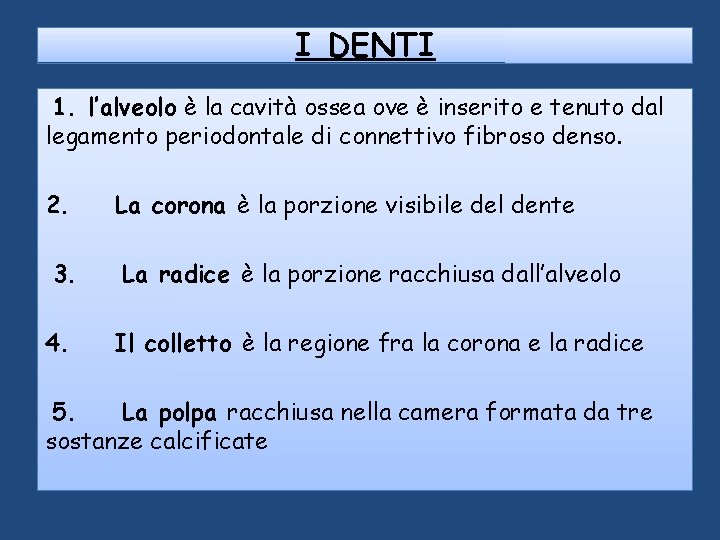I DENTI 1. l’alveolo è la cavità ossea ove è inserito e tenuto dal I DENTI 1. l’alveolo è la cavità ossea ove è inserito e tenuto dal