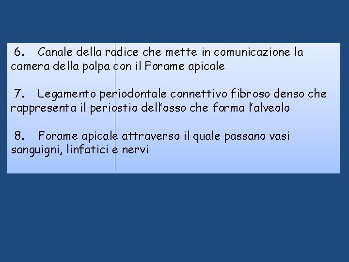 6. Canale della radice che mette in comunicazione la camera della polpa con 6. Canale della radice che mette in comunicazione la camera della polpa con