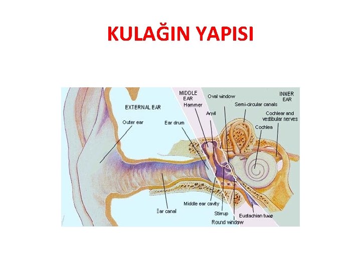 KULAĞIN YAPISI 