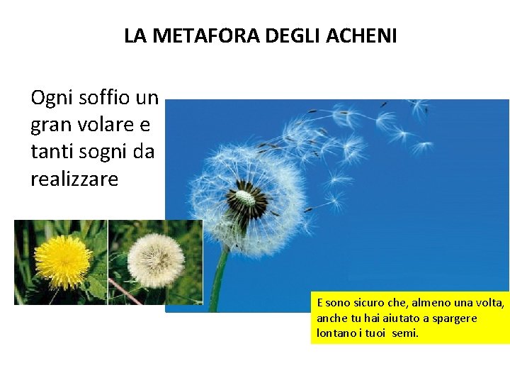 LA METAFORA DEGLI ACHENI Ogni soffio un gran volare e tanti sogni da realizzare LA METAFORA DEGLI ACHENI Ogni soffio un gran volare e tanti sogni da realizzare