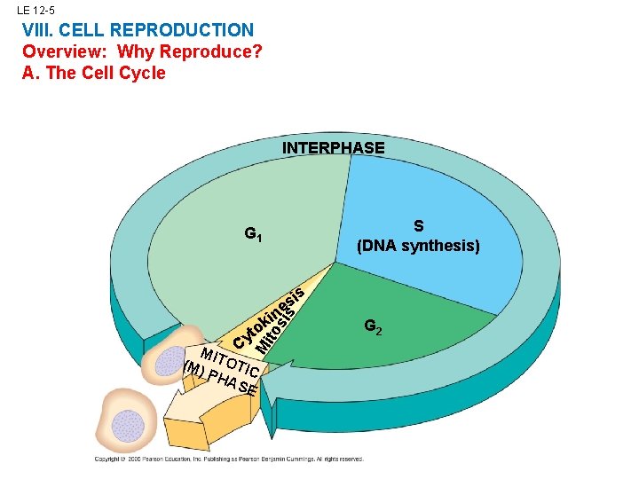 LE 12 -5 VIII. CELL REPRODUCTION Overview: Why Reproduce? A. The Cell Cycle INTERPHASE