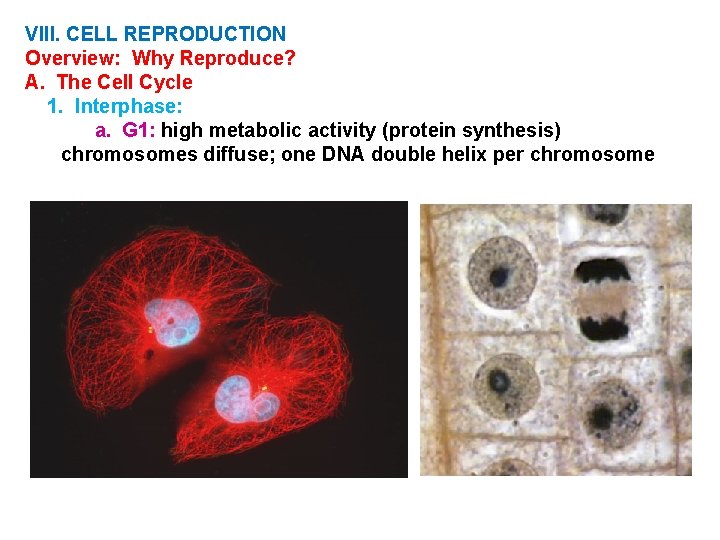VIII. CELL REPRODUCTION Overview: Why Reproduce? A. The Cell Cycle 1. Interphase: a. G