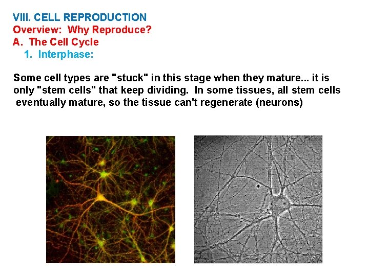 VIII. CELL REPRODUCTION Overview: Why Reproduce? A. The Cell Cycle 1. Interphase: Some cell