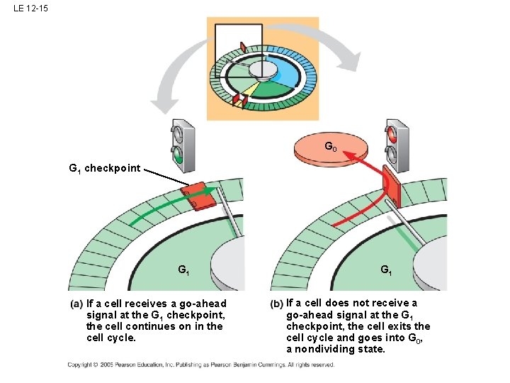 LE 12 -15 G 0 G 1 checkpoint G 1 If a cell receives