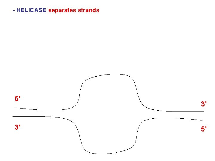  - HELICASE separates strands 5' 3' 3' 5' 