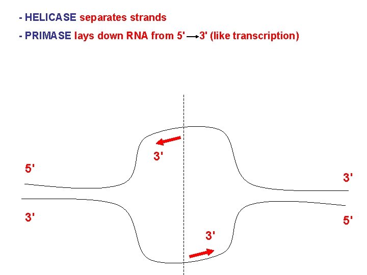 - HELICASE separates strands - PRIMASE lays down RNA from 5' 3' (like transcription)