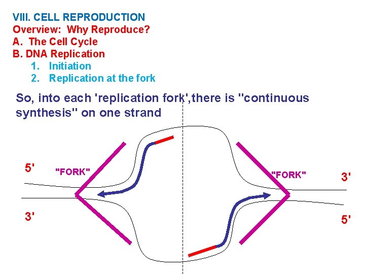 VIII. CELL REPRODUCTION Overview: Why Reproduce? A. The Cell Cycle B. DNA Replication 1.