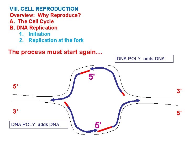 VIII. CELL REPRODUCTION Overview: Why Reproduce? A. The Cell Cycle B. DNA Replication 1.