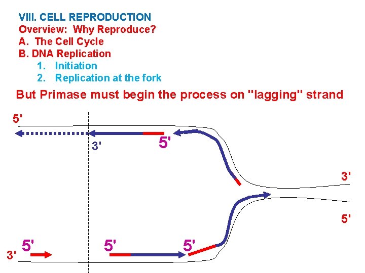 VIII. CELL REPRODUCTION Overview: Why Reproduce? A. The Cell Cycle B. DNA Replication 1.
