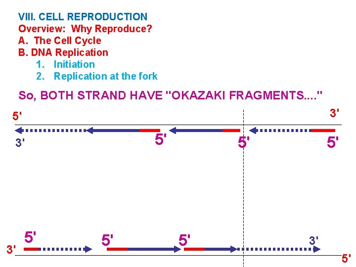 VIII. CELL REPRODUCTION Overview: Why Reproduce? A. The Cell Cycle B. DNA Replication 1.