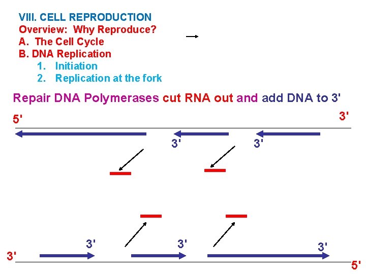 VIII. CELL REPRODUCTION Overview: Why Reproduce? A. The Cell Cycle B. DNA Replication 1.