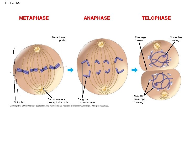 LE 12 -6 ba METAPHASE ANAPHASE Metaphase plate Spindle Centrosome at one spindle pole