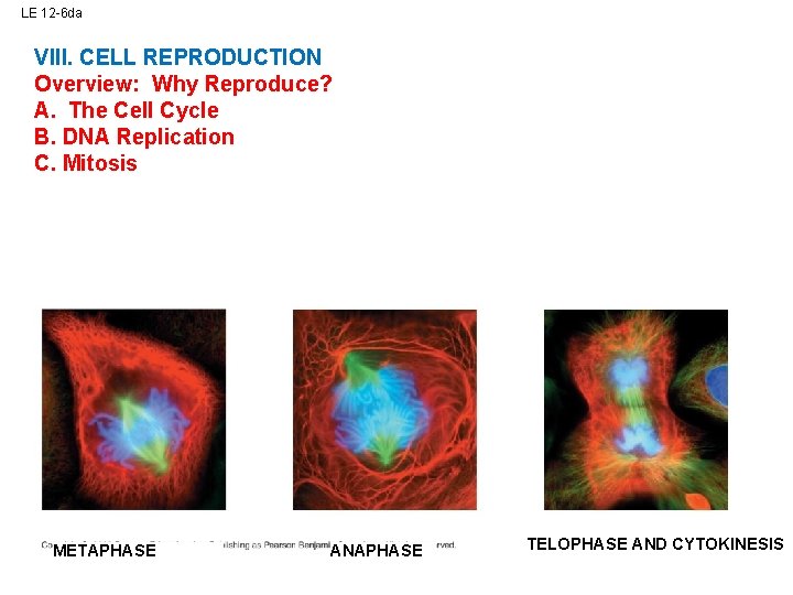 LE 12 -6 da VIII. CELL REPRODUCTION Overview: Why Reproduce? A. The Cell Cycle