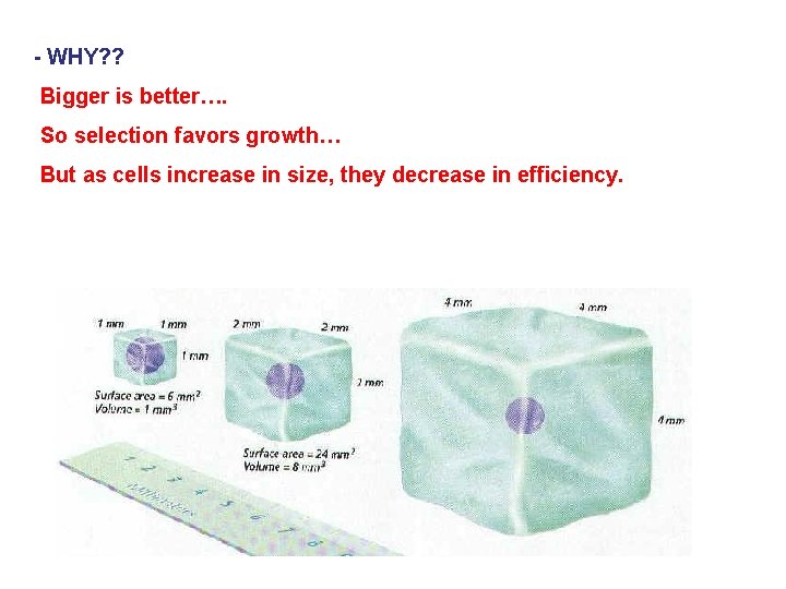 - WHY? ? Bigger is better…. So selection favors growth… But as cells increase