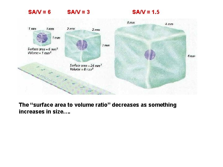 SA/V = 6 SA/V = 3 SA/V = 1. 5 The “surface area to