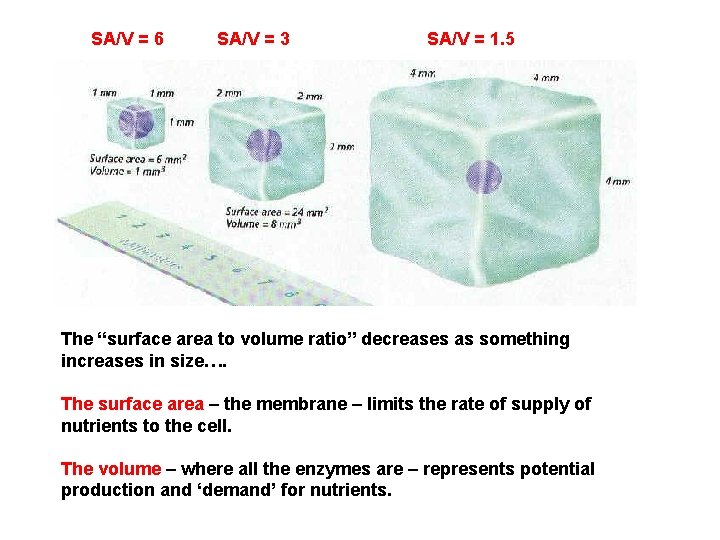 SA/V = 6 SA/V = 3 SA/V = 1. 5 The “surface area to