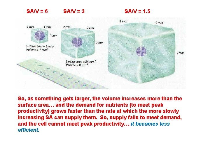 SA/V = 6 SA/V = 3 SA/V = 1. 5 So, as something gets