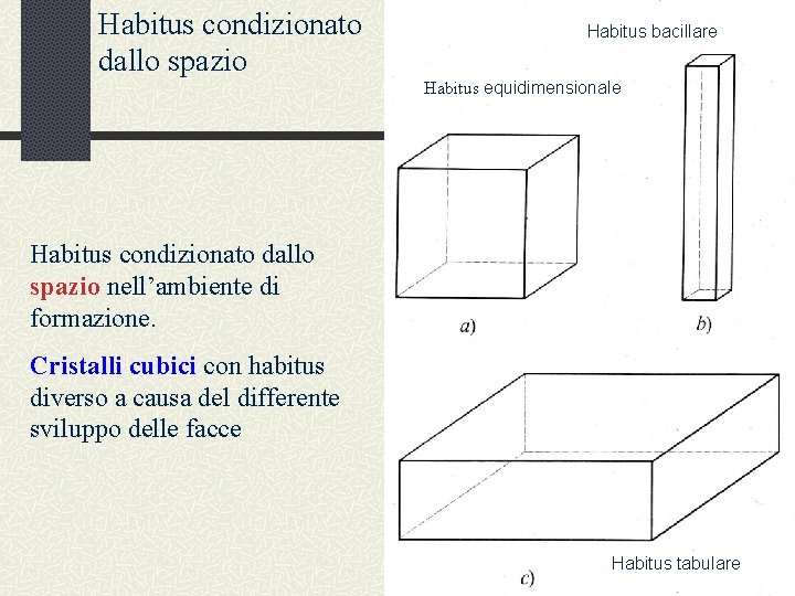Habitus condizionato dallo spazio Habitus bacillare Habitus equidimensionale Habitus condizionato dallo spazio nell’ambiente di
