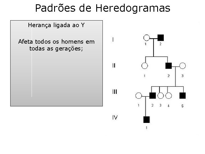 Padrões de Heredogramas Herança ligada ao Y Afeta todos os homens em todas as Padrões de Heredogramas Herança ligada ao Y Afeta todos os homens em todas as