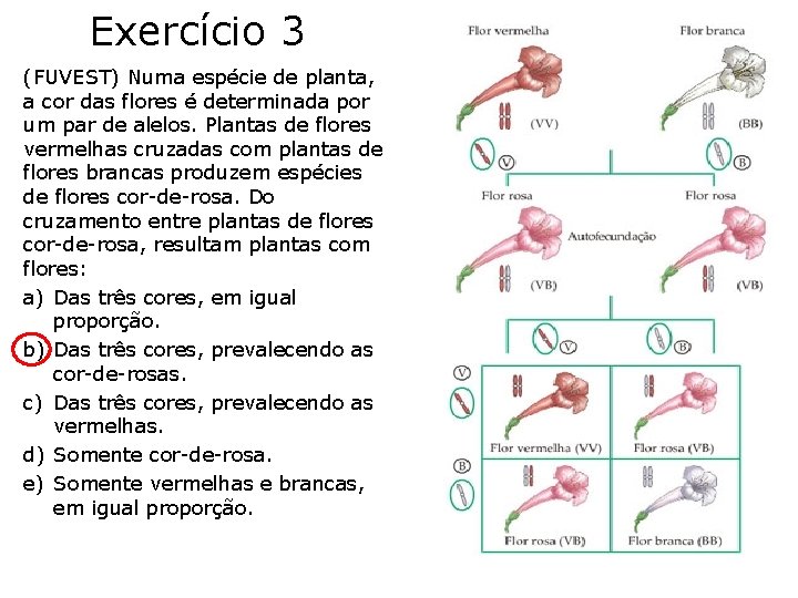 Exercício 3 (FUVEST) Numa espécie de planta, a cor das flores é determinada por Exercício 3 (FUVEST) Numa espécie de planta, a cor das flores é determinada por