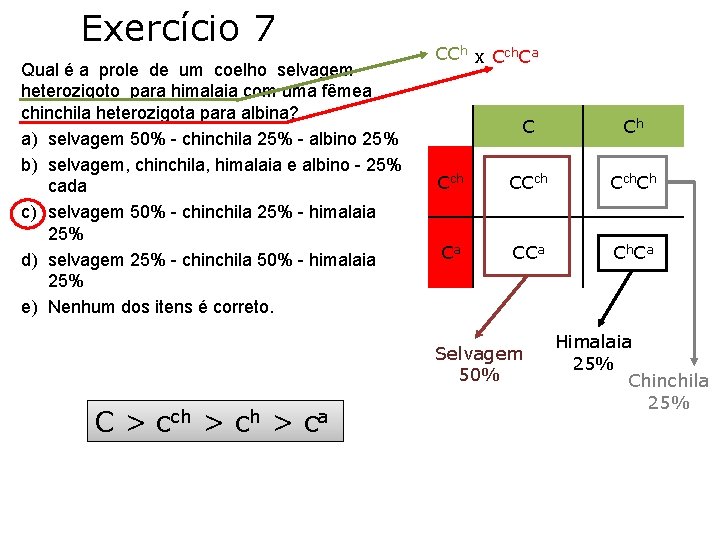 Exercício 7 Qual é a prole de um coelho selvagem heterozigoto para himalaia com Exercício 7 Qual é a prole de um coelho selvagem heterozigoto para himalaia com