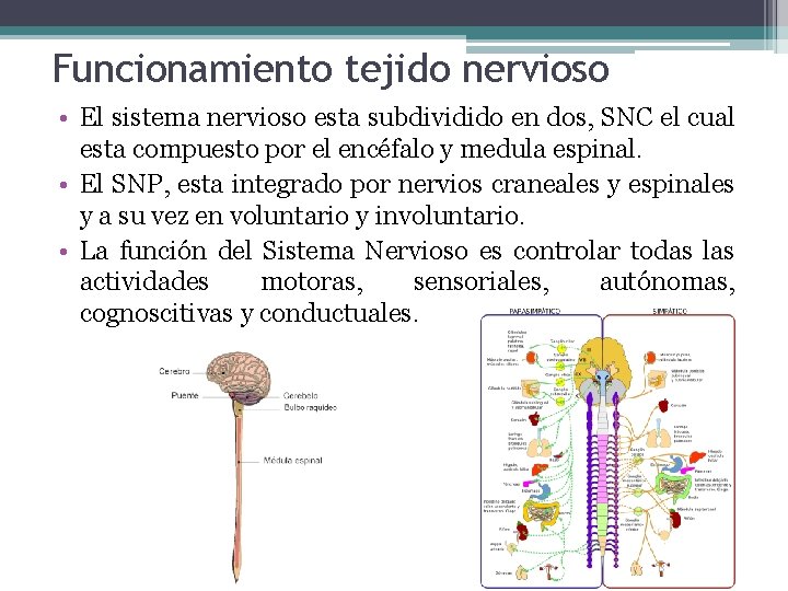 Funcionamiento tejido nervioso • El sistema nervioso esta subdividido en dos, SNC el cual Funcionamiento tejido nervioso • El sistema nervioso esta subdividido en dos, SNC el cual