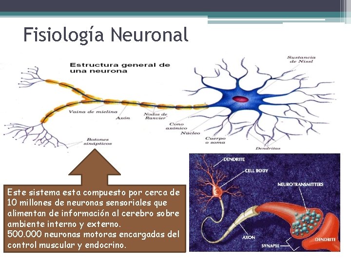 Fisiología Neuronal Este sistema esta compuesto por cerca de 10 millones de neuronas sensoriales Fisiología Neuronal Este sistema esta compuesto por cerca de 10 millones de neuronas sensoriales