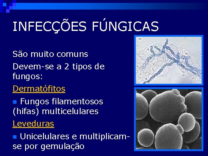 INFECÇÕES FÚNGICAS São muito comuns Devem-se a 2 tipos de fungos: Dermatófitos Fungos filamentosos