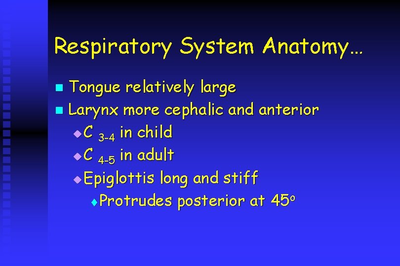 Respiratory System Anatomy… Tongue relatively large n Larynx more cephalic and anterior u C