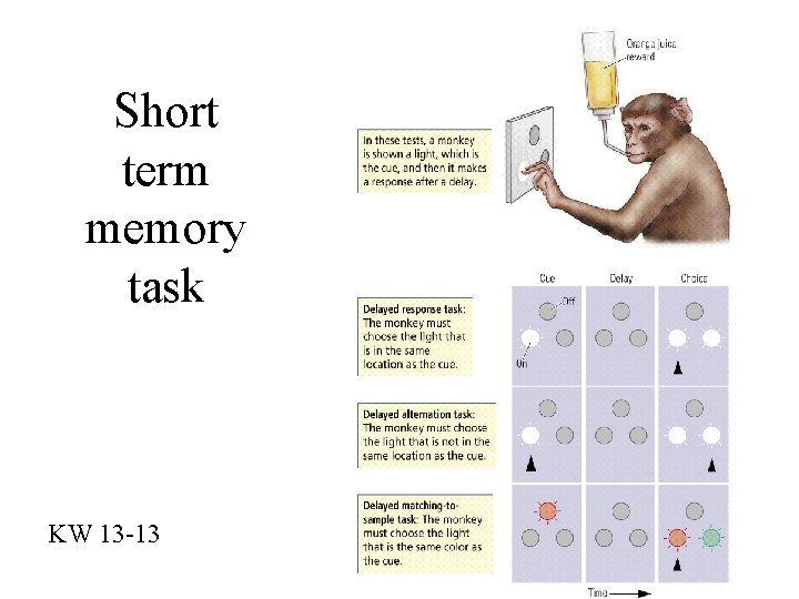 Short term memory task KW 13 -13 