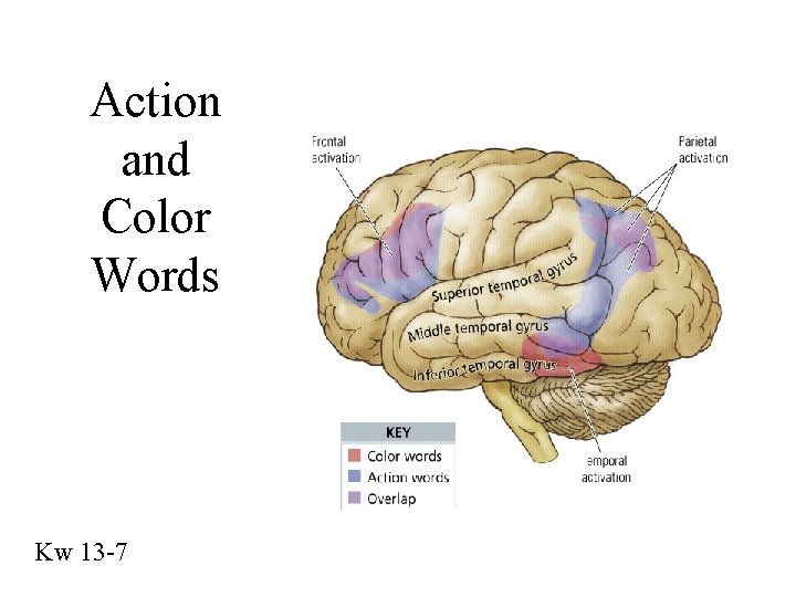 Action and Color Words Kw 13 -7 