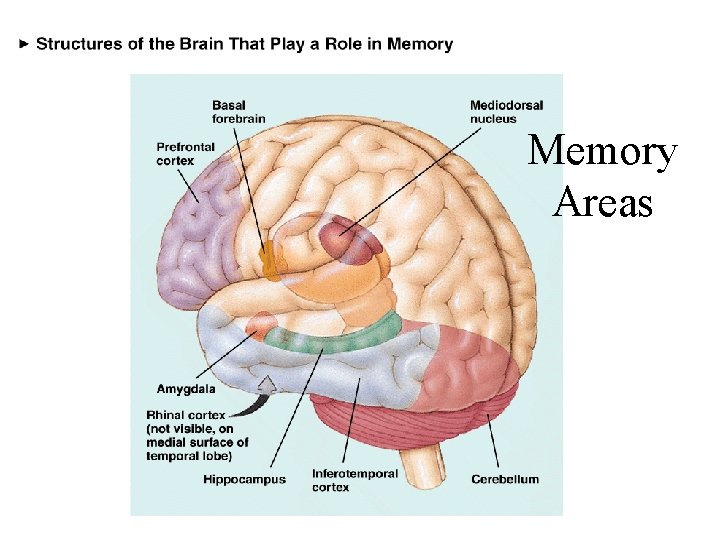 Memory Areas 