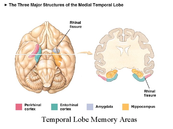 Temporal Lobe Memory Areas 