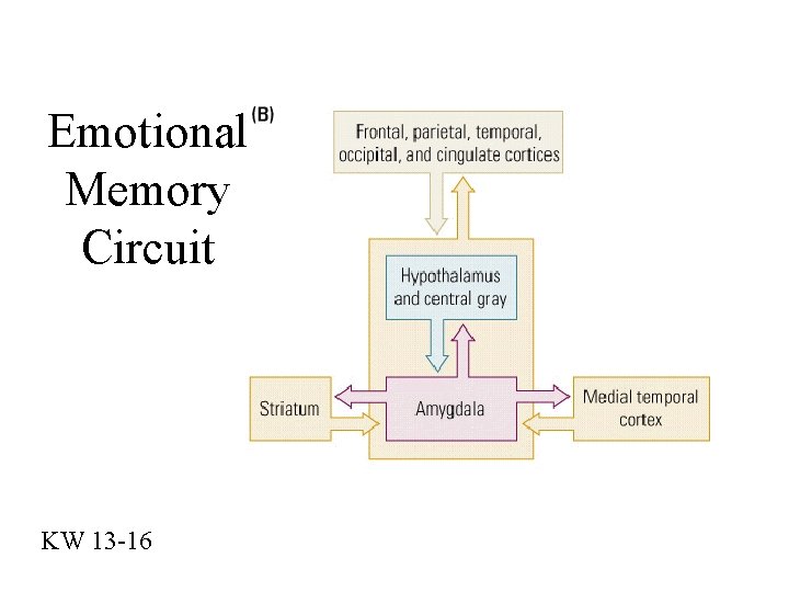 Emotional Memory Circuit KW 13 -16 