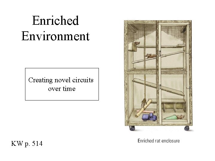 Enriched Environment Creating novel circuits over time KW p. 514 