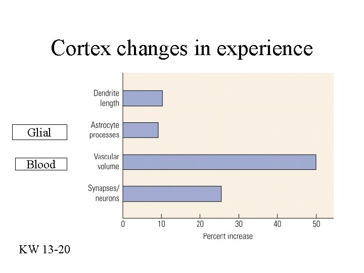 Cortex changes in experience Glial Blood KW 13 -20 