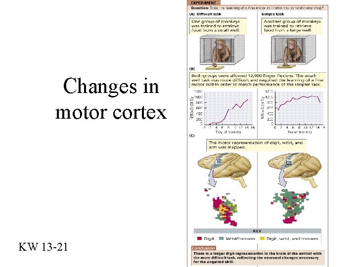 Changes in motor cortex KW 13 -21 