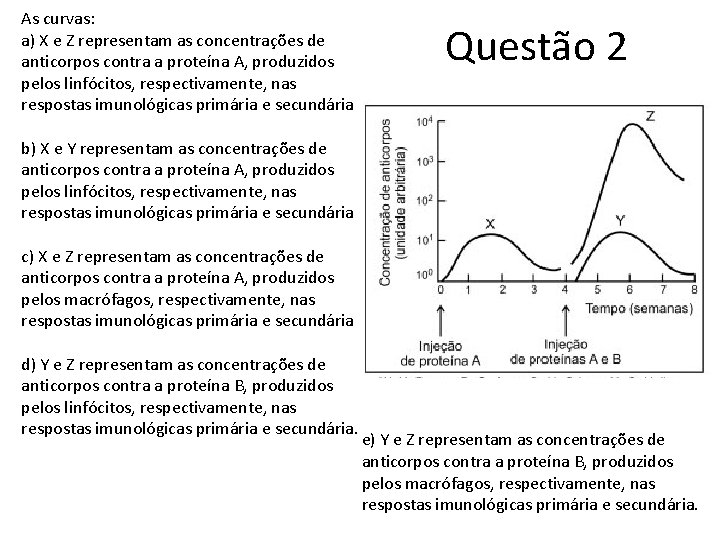 As curvas: a) X e Z representam as concentrações de anticorpos contra a proteína