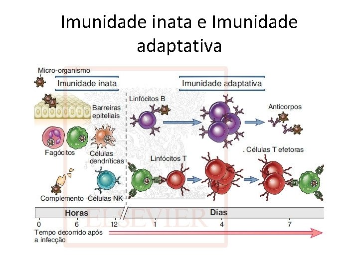 Imunidade inata e Imunidade adaptativa 