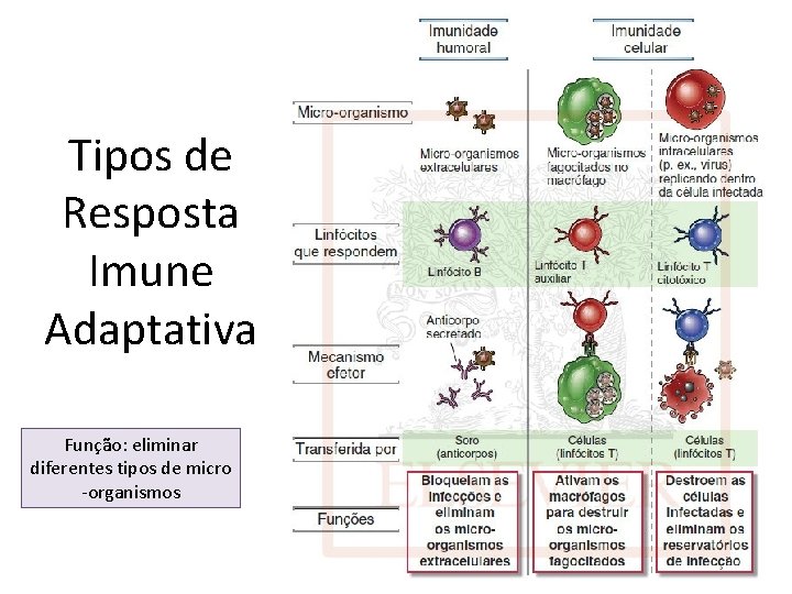 Tipos de Resposta Imune Adaptativa Função: eliminar diferentes tipos de micro -organismos 