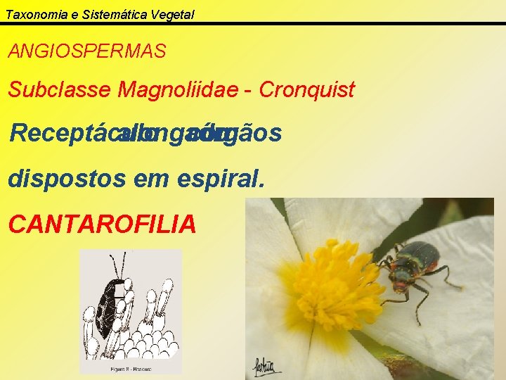 Taxonomia e Sistemática Vegetal ANGIOSPERMAS Subclasse Magnoliidae - Cronquist Receptáculo alongado com órgãos dispostos