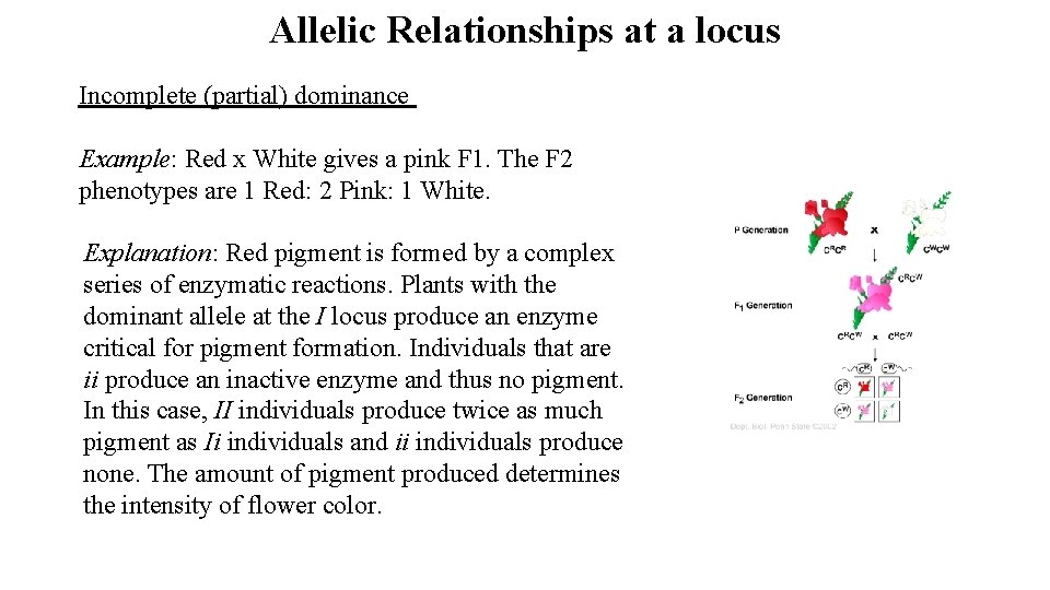 Allelic Relationships at a locus Incomplete (partial) dominance Example: Red x White gives a