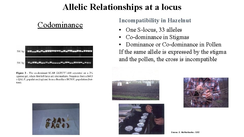 Allelic Relationships at a locus Codominance Incompatibility in Hazelnut • One S-locus, 33 alleles