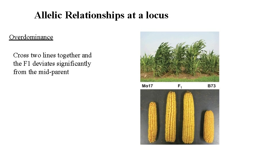 Allelic Relationships at a locus Overdominance Cross two lines together and the F 1