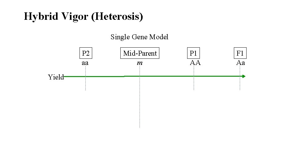 Hybrid Vigor (Heterosis) Single Gene Model P 2 aa Yield Mid-Parent m P 1