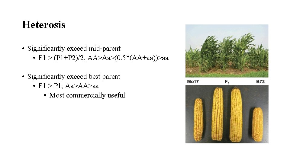 Heterosis • Significantly exceed mid-parent • F 1 > (P 1+P 2)/2; AA>Aa>(0. 5*(AA+aa))>aa