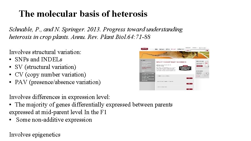 The molecular basis of heterosis Schnable, P. , and N. Springer. 2013. Progress toward