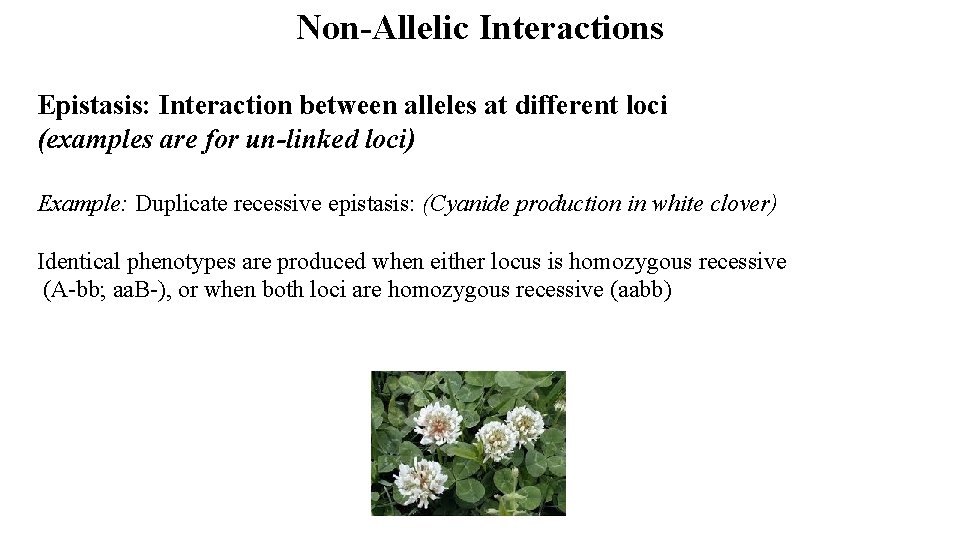 Non-Allelic Interactions Epistasis: Interaction between alleles at different loci (examples are for un-linked loci)