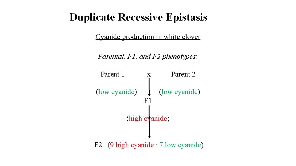 Duplicate Recessive Epistasis Cyanide production in white clover Parental, F 1, and F 2
