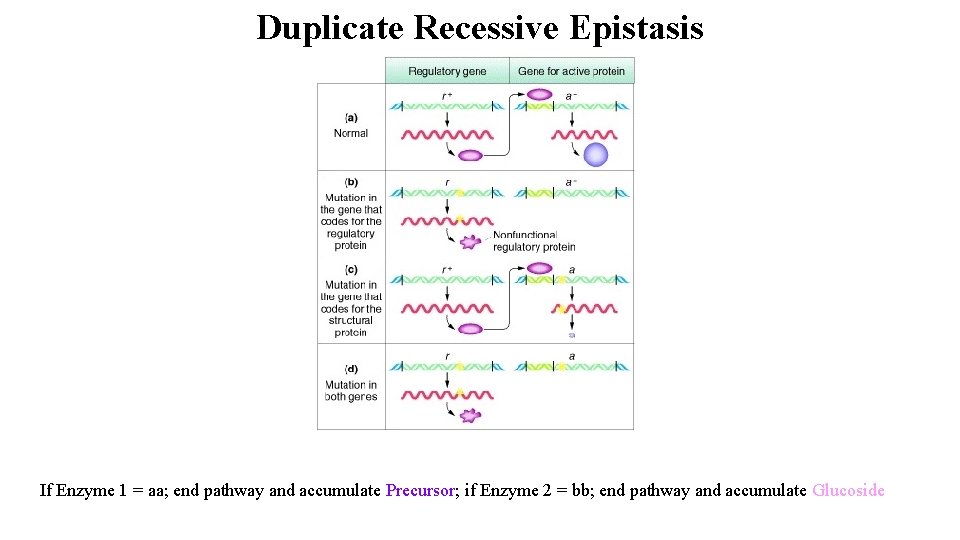 Duplicate Recessive Epistasis If Enzyme 1 = aa; end pathway and accumulate Precursor; if